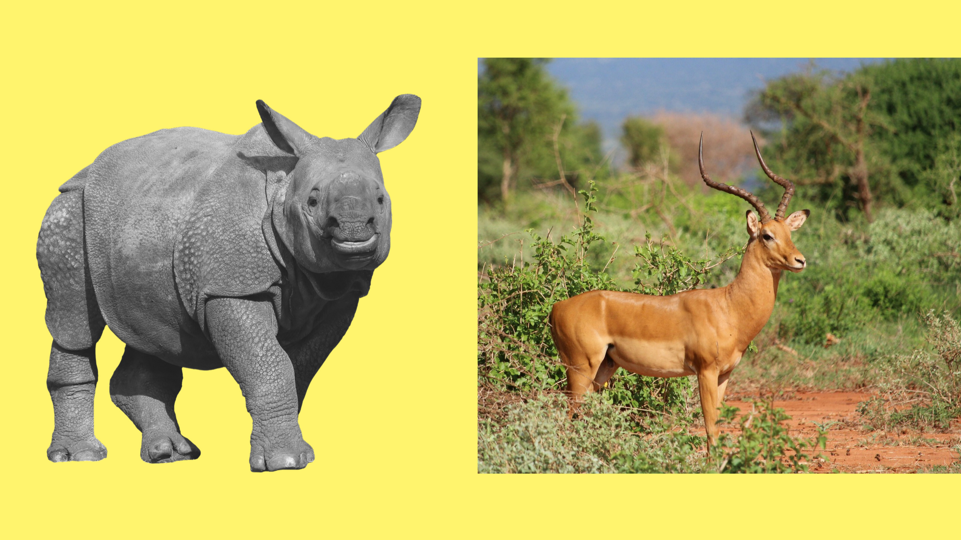 diet, jak schudnąć, przeciwieństwa, gruby, chudy